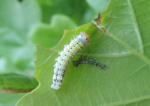 Polyploca ridens